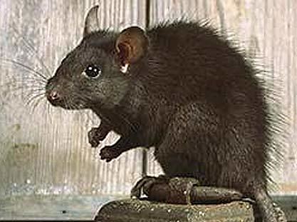 Black rat Black Rat Cruise Ship Traveler Animal Pictures and Facts