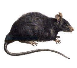 Black rat Conservation of Irish Habitats and Species