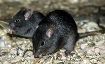 Black rat Black rat House Rat Roof Rat Ship Rat Rattus rattus WAZA