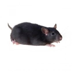 Black rat Black Rat Pest Control