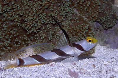 Black-ray goby wwwreefkeepingcomissues200401hcs3imagesgby