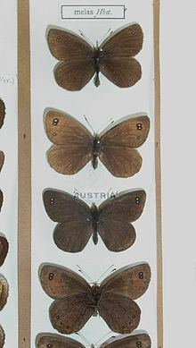 Black ringlet httpsuploadwikimediaorgwikipediacommonsthu