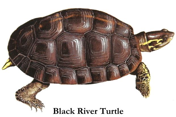 Black river turtle Black River Turtle Rhinoclemmys funerea Picture Costa Rica Fauna