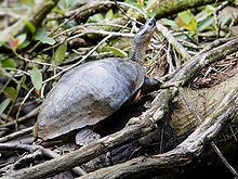 Black river turtle httpsuploadwikimediaorgwikipediacommonsthu
