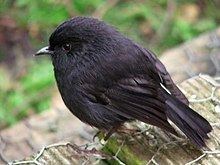 Black robin httpsuploadwikimediaorgwikipediacommonsthu