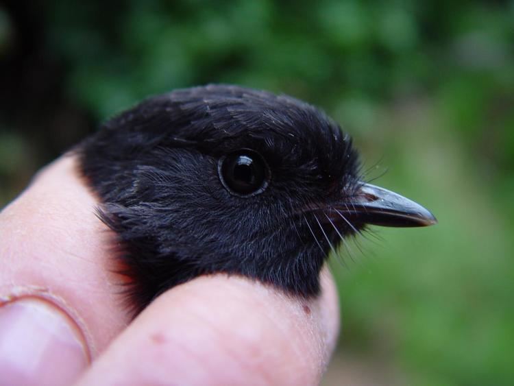 Black robin Black robin New Zealand Birds Online