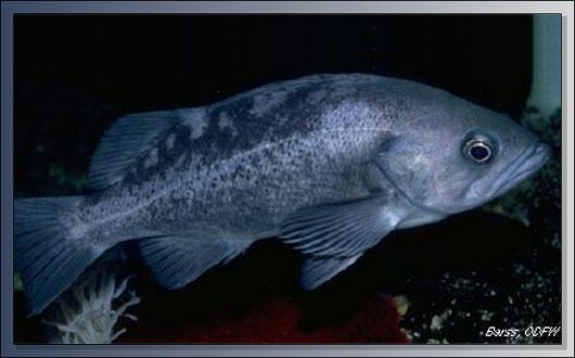 Black rockfish ODFW Marine Resources Program Black Rockfish
