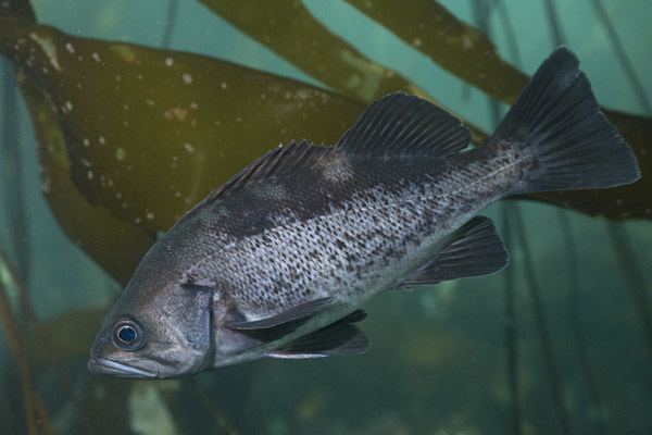 Black rockfish Pictures of Black Rockfish Sebastes melanops images