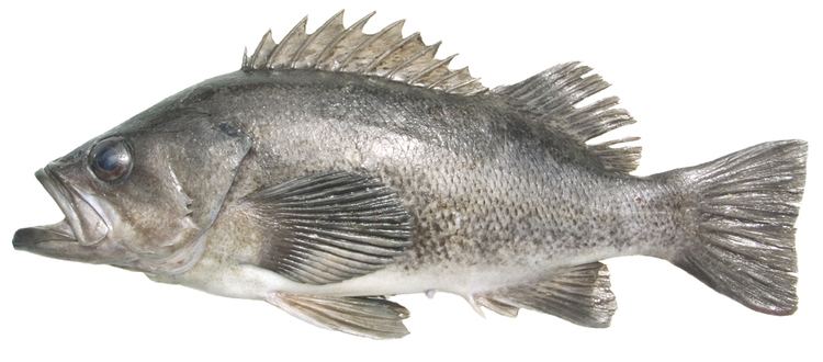 Black rockfish Bottomfish Identification Guide Black Rockfish Sebastes melanops