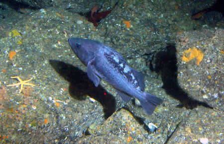 Black rockfish Black Rockfish Species Profile Alaska Department of Fish and Game
