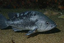 Black rockfish httpsuploadwikimediaorgwikipediacommonsthu