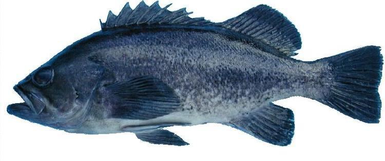 Black rockfish ODFW Finfish Species Rockfish