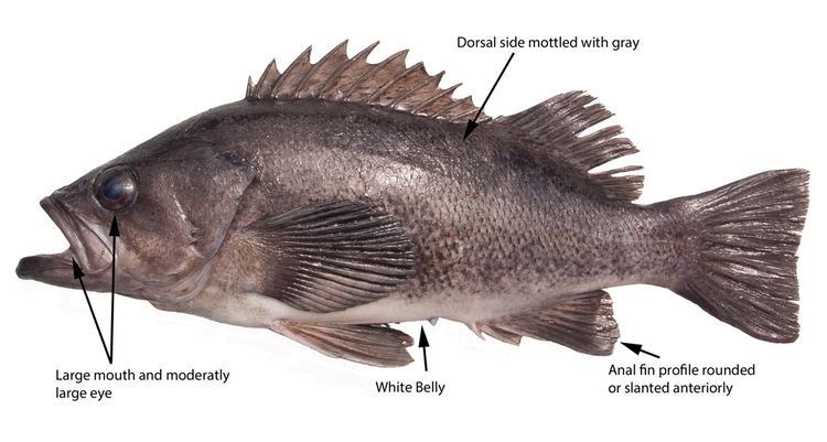 Black rockfish Bottomfish Identification Guide Black Rockfish Sebastes melanops