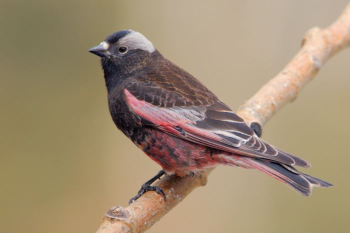 Black rosy finch Black Rosy Finch Finches Only Pinterest Finches and Black