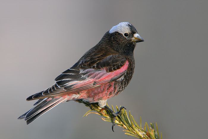 Black rosy finch 8848BlackRosyFinch031220080jpg