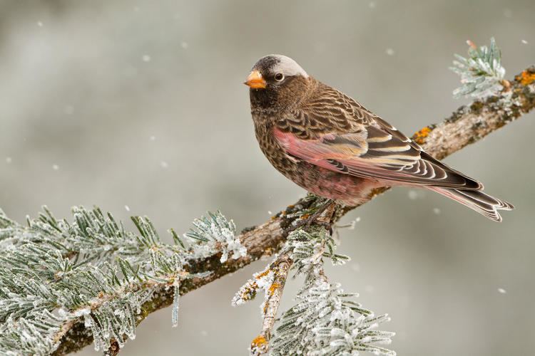 Black rosy finch Black RosyFinch Audubon Field Guide