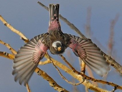 Black rosy finch Black RosyFinch Identification All About Birds Cornell Lab of