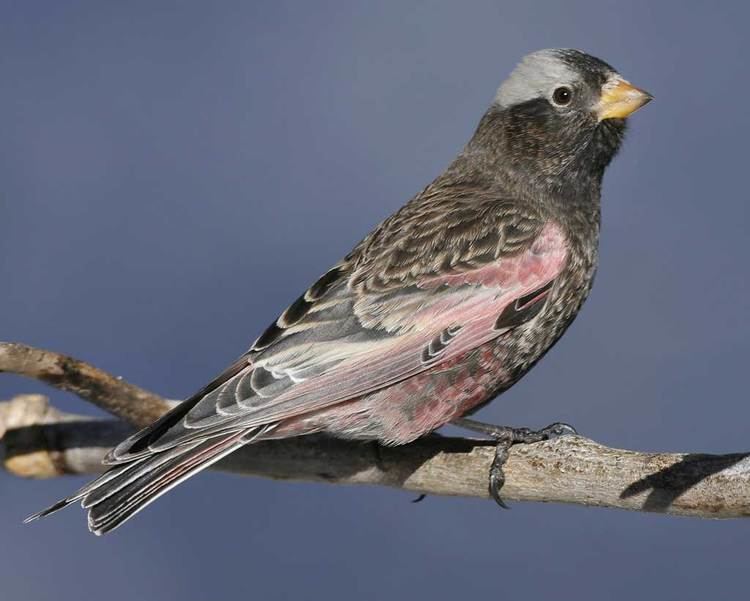 Black rosy finch d2fbmjy3x0sduacloudfrontnetsitesdefaultfiles