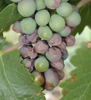 Black rot (grape disease) Black Rot of Grapes