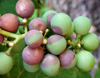 Black rot (grape disease) Late summer grape disease update for 2013 MSU Extension