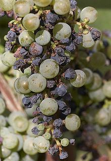 Black rot (grape disease) Black rot grape disease Wikipedia