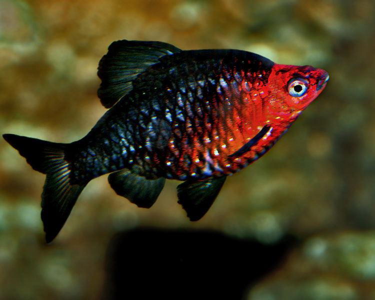 Black ruby barb Black Ruby Barb Puntius nigrofasciatus Pretoria Zoo Aqua Flickr