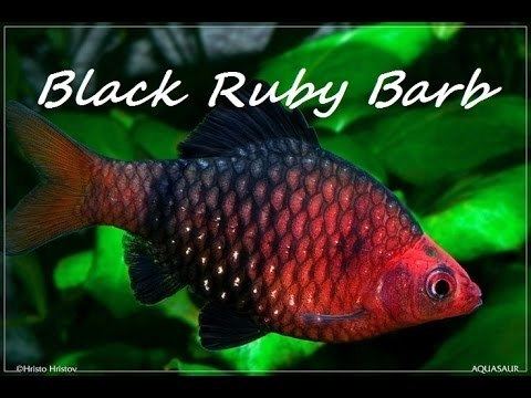 Black ruby barb AQUARIUM FISH BLACK RUBY BARB YouTube