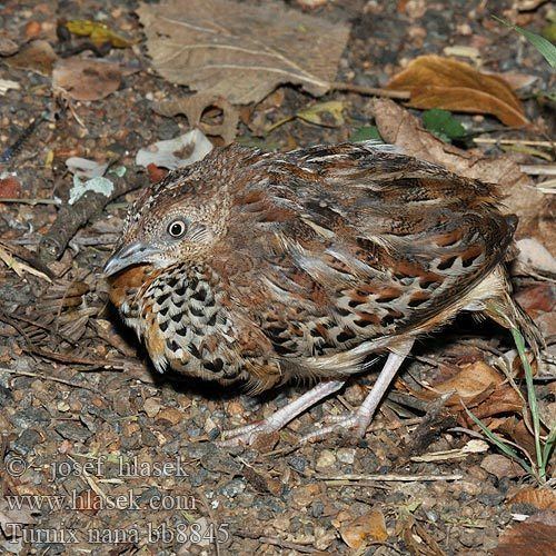 Black-rumped buttonquail Search Google search and Google on Pinterest