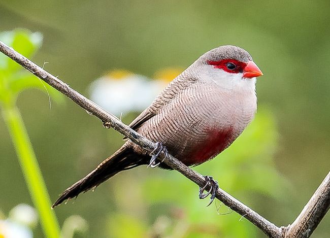 Black-rumped waxbill Oriental Bird Club Image Database Blackrumped Waxbill Estrilda