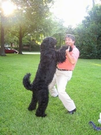 Black Russian Terrier wwwdogbreedinfocomimages22BlackRussianTerrierB