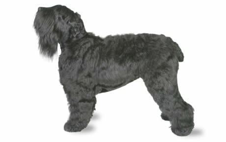 Black Russian Terrier Black Russian Terrier Dog Breed Information Pictures