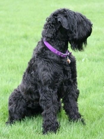 Black Russian Terrier Black Russian Terrier Dog Breed Information and Pictures