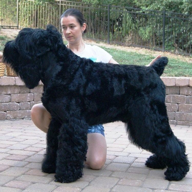 Black Russian Terrier Black Russian Terriers Hyperuricosuria Database