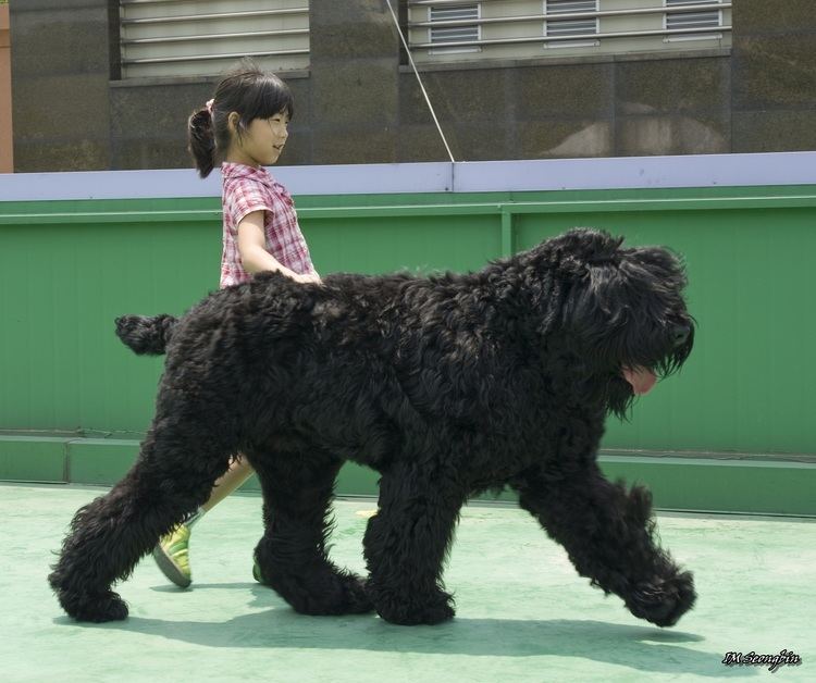 Black Russian Terrier Black Russian Terrier Dog Breed history and some interesting facts