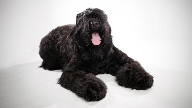 Black Russian Terrier - Alchetron, The Free Social ...