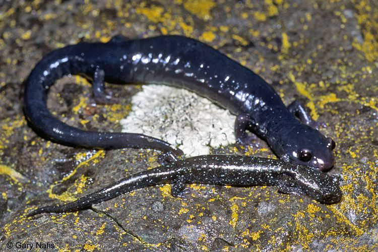 Black salamander wwwcaliforniaherpscomsalamandersimagesafniger