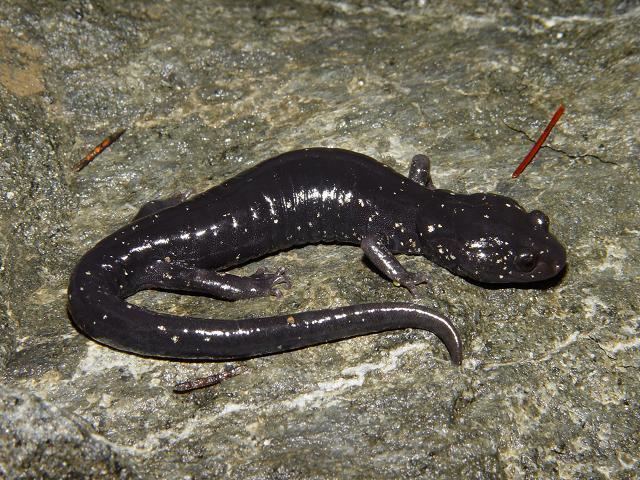 Black salamander CalPhotos Aneides flavipunctatus flavipunctatus Black Salamander