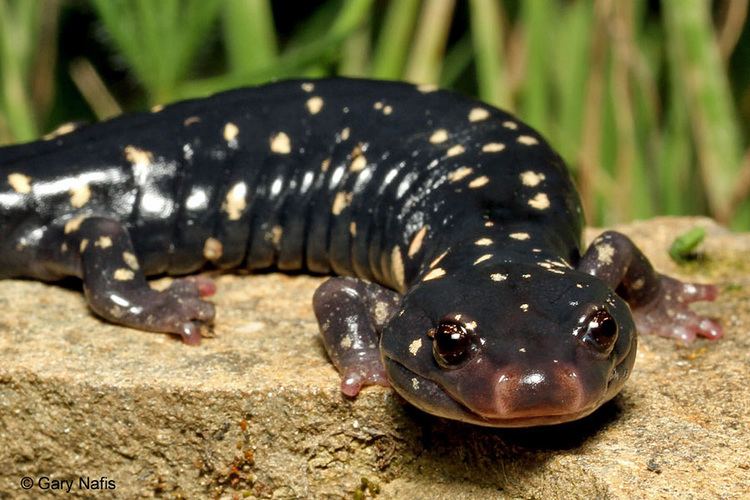Black salamander Speckled Black Salamander Aneides flavipunctatus flavipunctatus