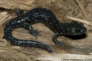Black salamander Aneides flavipunctatus Black Salamander Discover Life