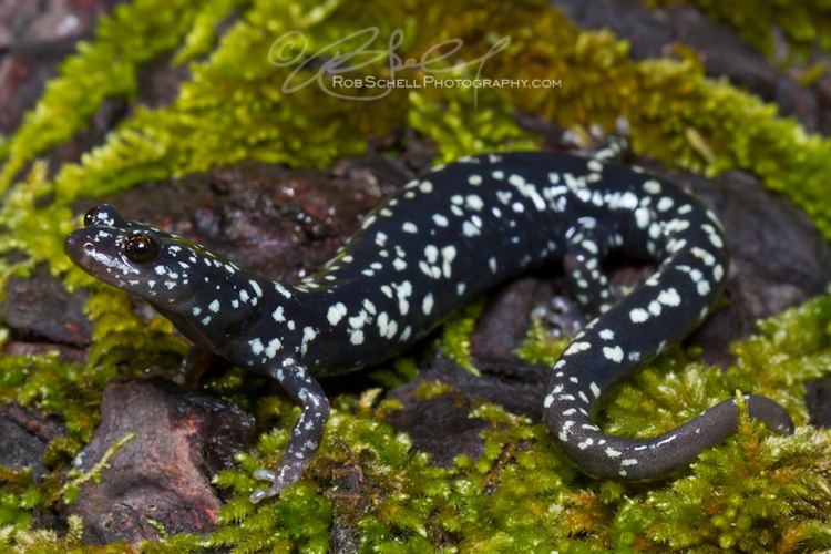 Black salamander The not so black Black Salamander Aneides flavipunctatus