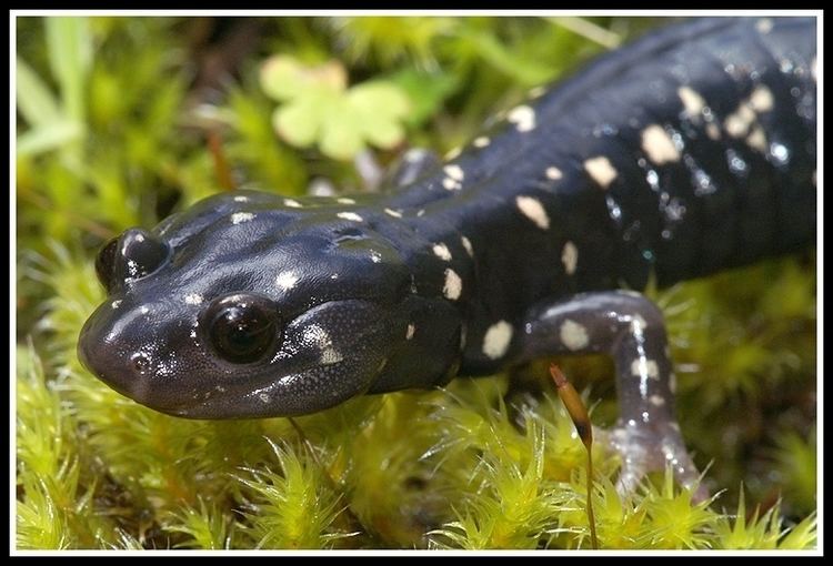 Black salamander CalPhotos