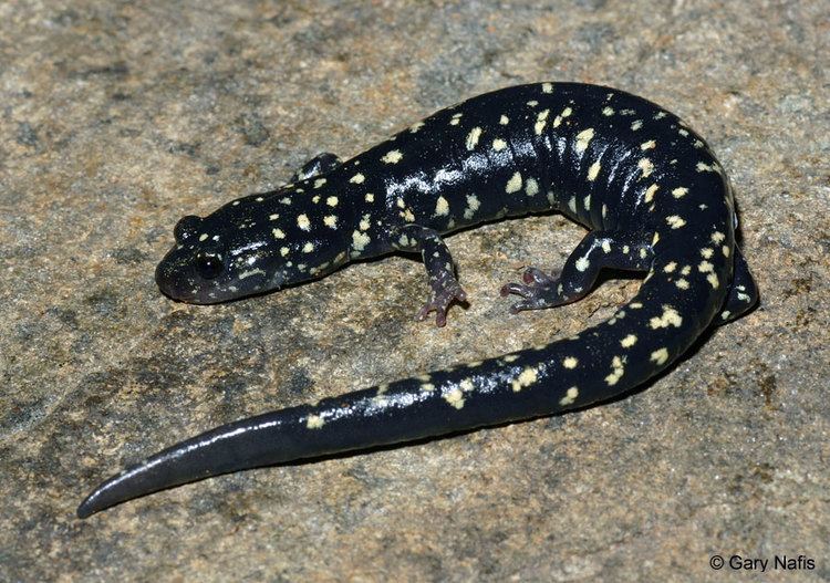 Black salamander Speckled Black Salamander Aneides flavipunctatus flavipunctatus