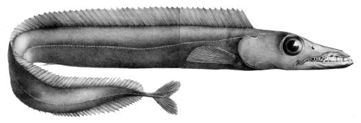 Black scabbardfish Black Scabbardfish Britishseafishingcouk