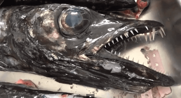 Black scabbardfish Daytime Swordfishing In Madeira Portugal Use Black Scabbard Fish