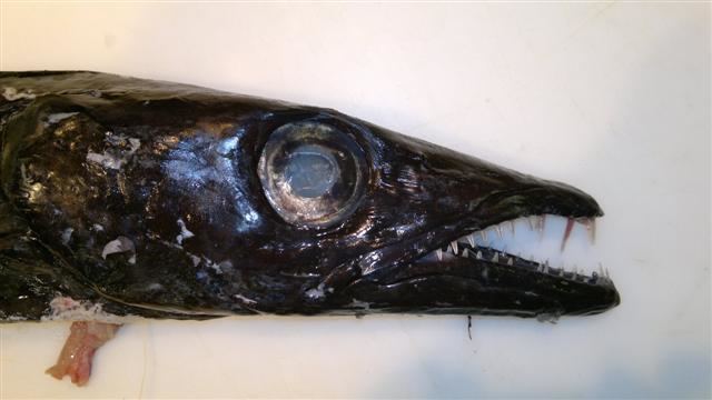 Black scabbardfish httpsuploadwikimediaorgwikipediacommonsee