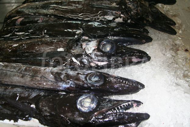 Black scabbardfish Black Scabbard Fish