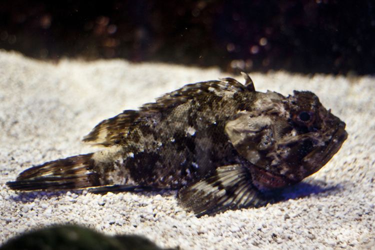 Black scorpionfish BLACK SCORPIONFISH Scorpaena porcus Black scorpionfish Flickr