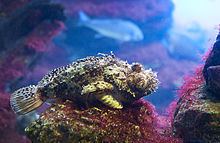 Black scorpionfish Black scorpionfish Wikipedia