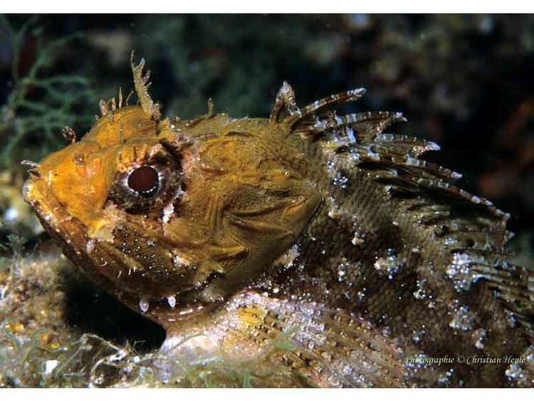 Black scorpionfish wwwmarlinacukassetsimagesmarlinspeciesweb