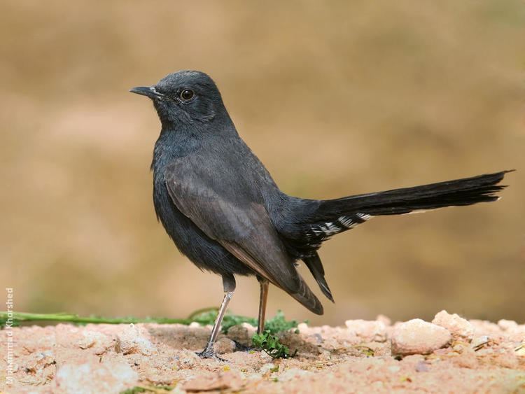 Black scrub robin wwwkuwaitbirdsorgsitesdefaultfilesstyleslar